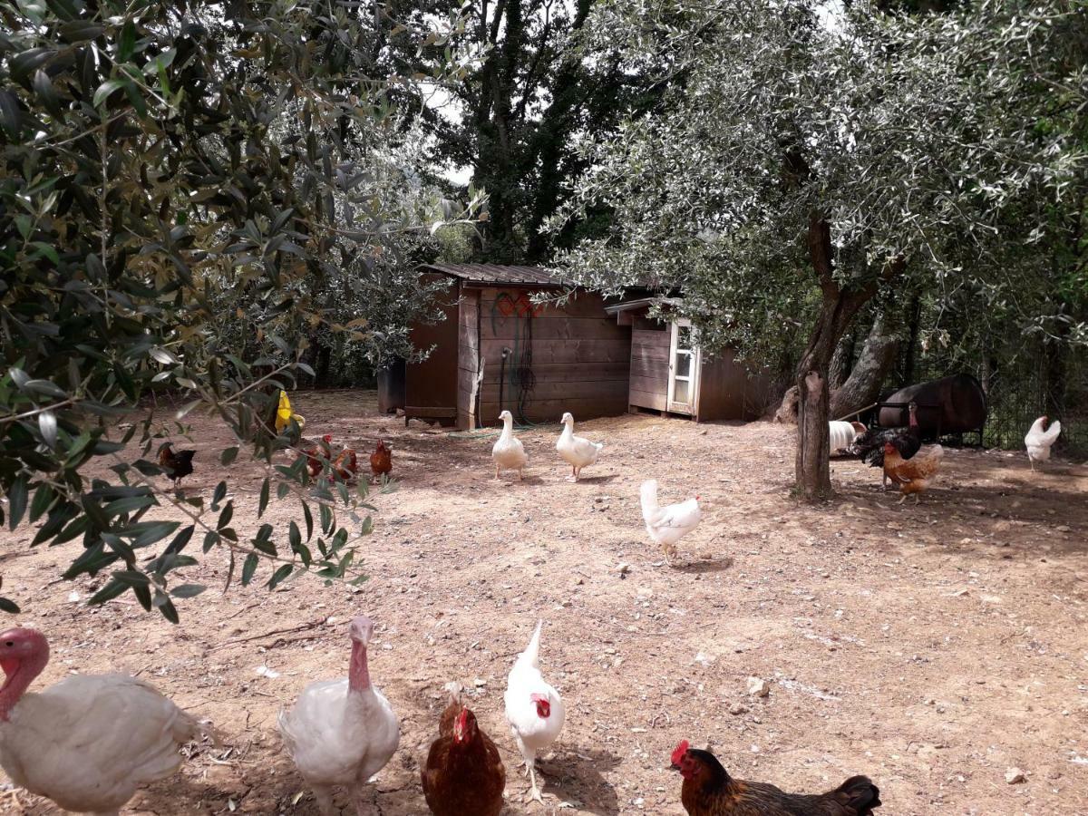 Alle Preci Country House Santa Restituta Экстерьер фото